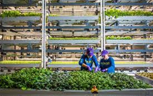Ứng Dụng Công Nghệ Cao Trong Làm Vườn Theo Chiều Dọc - "Vertical Farming"